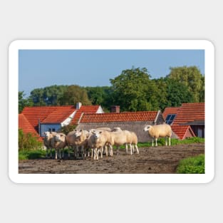 Sheep on the dike, Elsfleth Sticker